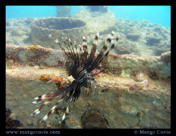 Lion fish in front of the twin barges wreck in the Seyche... by Margo Cavis 